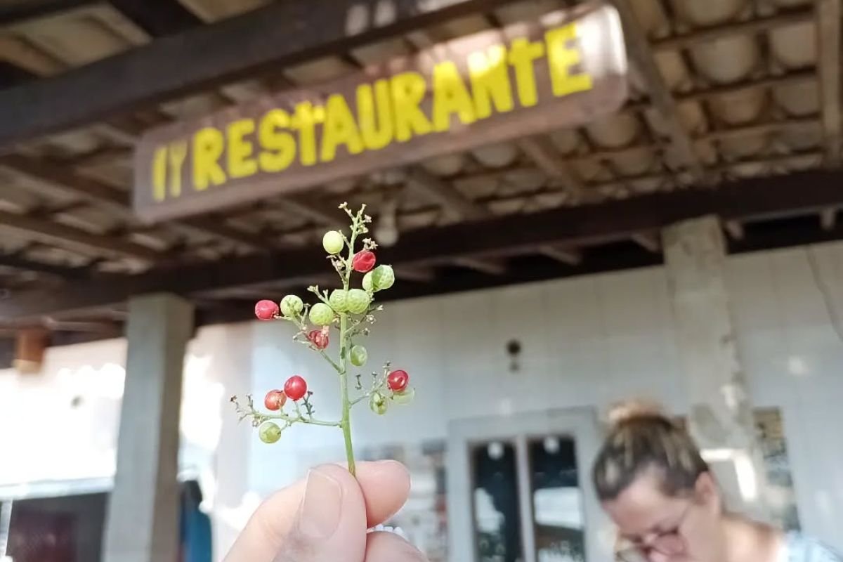 Festas e Sabores: O Calendário Cultural da Ilha Grande